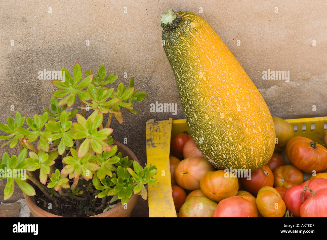 Box with home grown courgette and tomatoes Stock Photo - Alamy