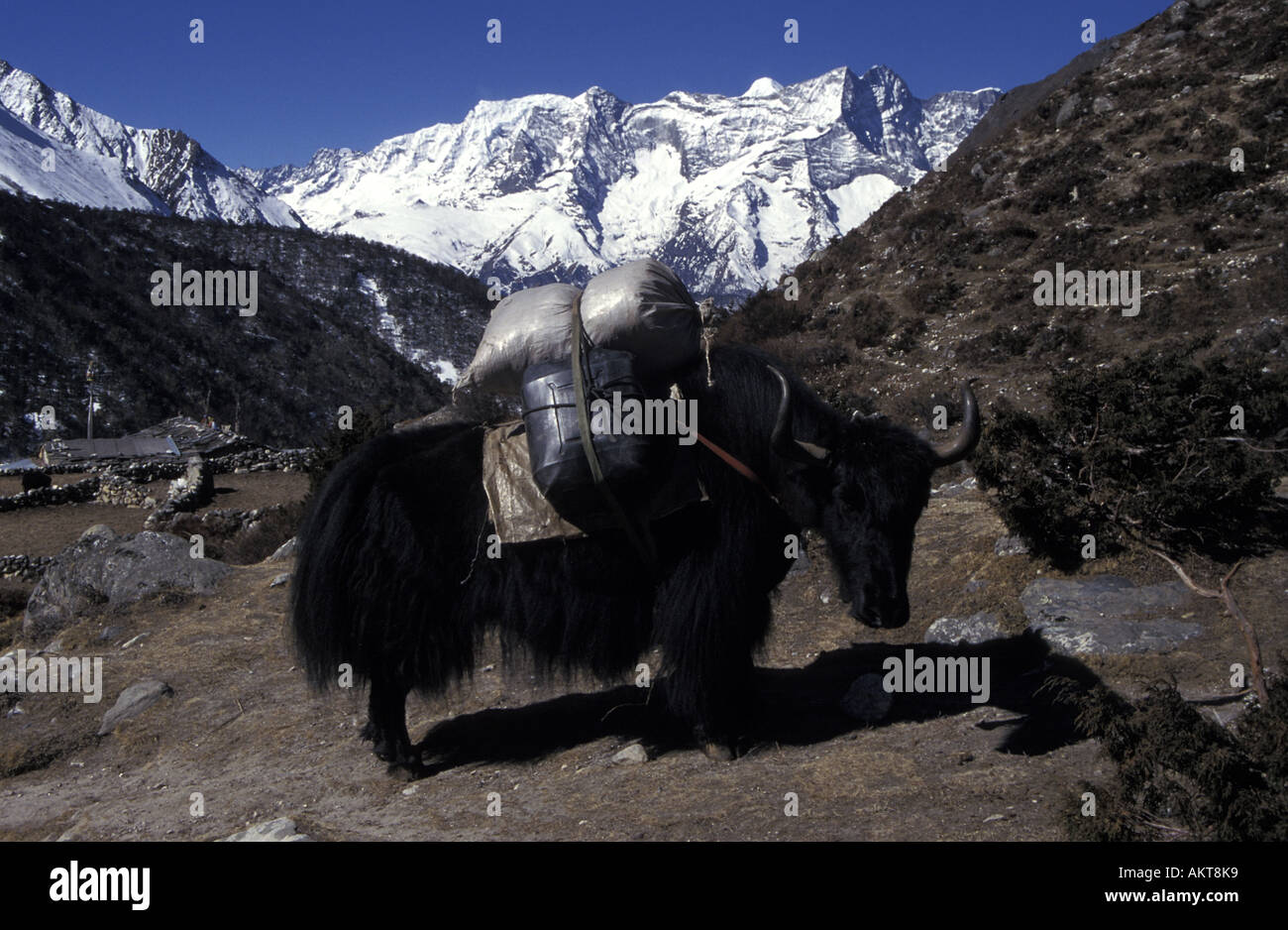 loaded yak Everest trail Solu Khumbu Nepal Stock Photo