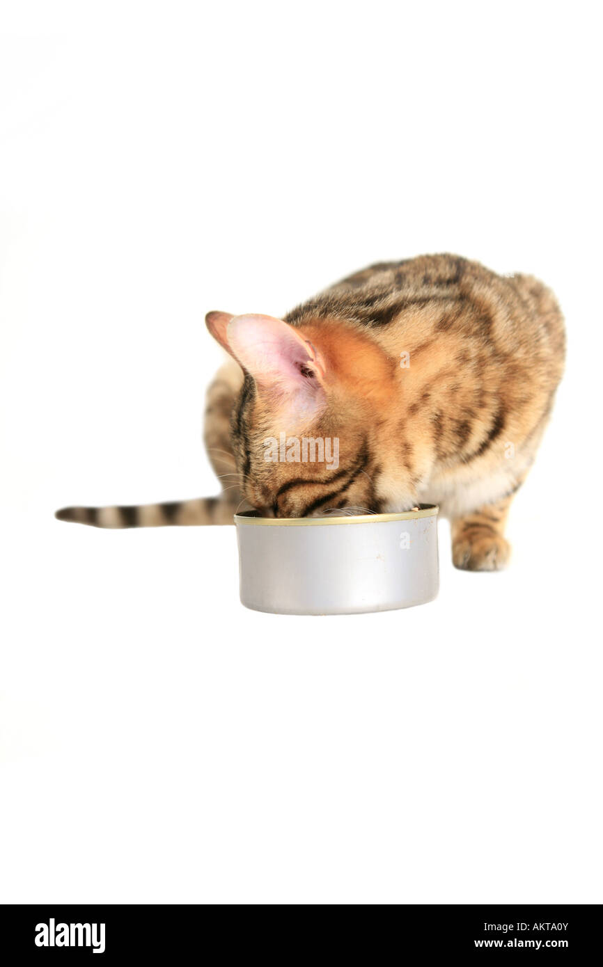Bengal cat eating food from can isolated on white Stock Photo Alamy
