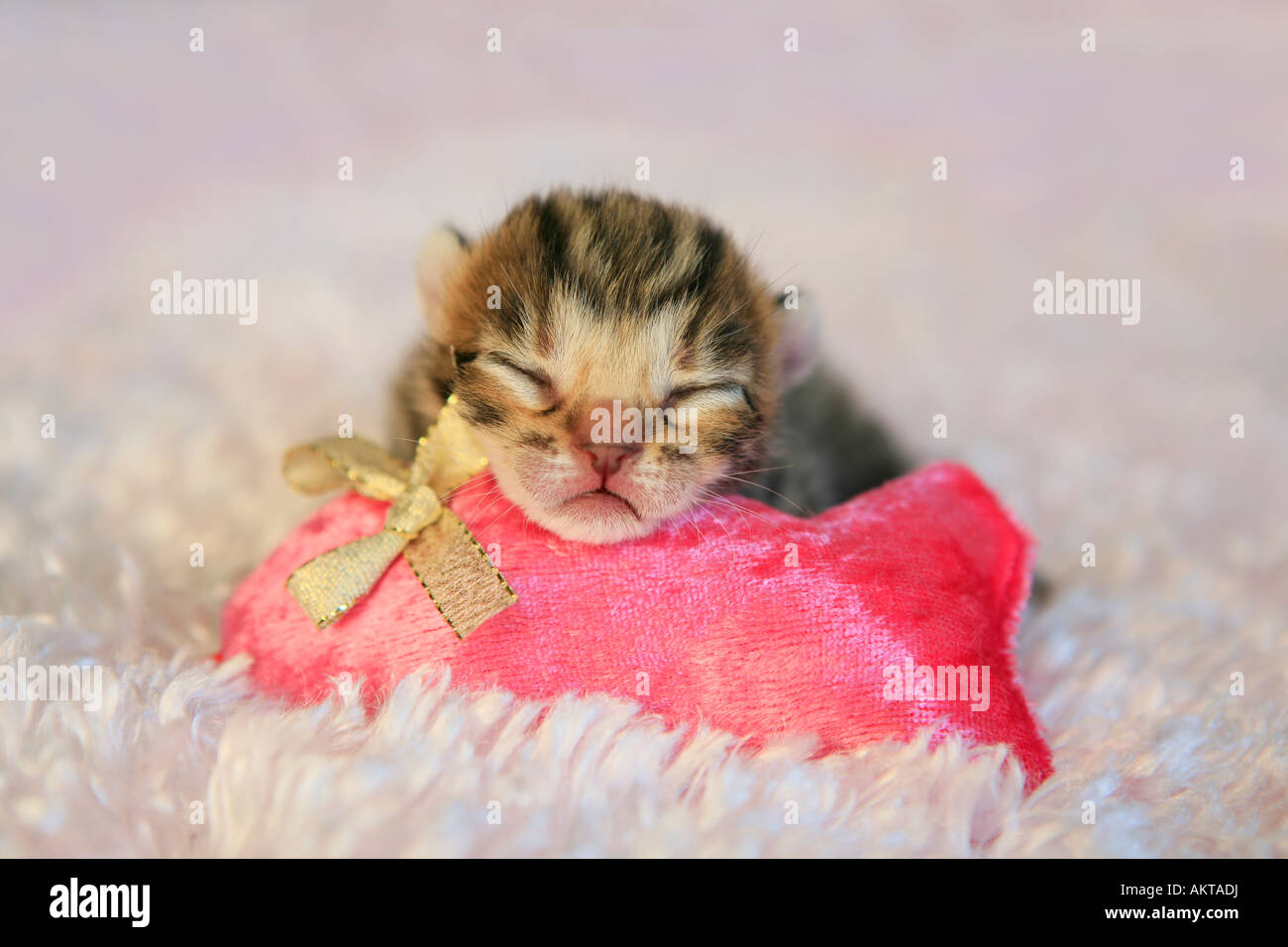 Brown Bengal kitten on pink background with pink cat toy Stock Photo ...