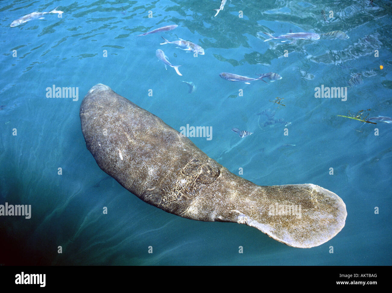 Portrait of a West Indian manatee Trichechidae manatus Stock Photo