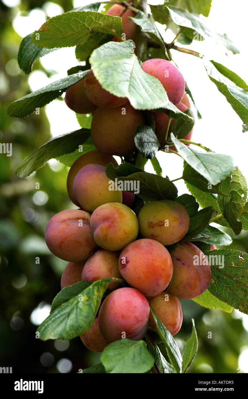 Victoria plums growing in a tree Stock Photo Alamy