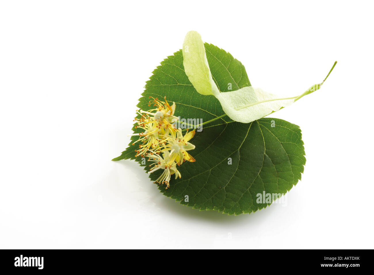 Lime blossoms and leaves, close-up Stock Photo