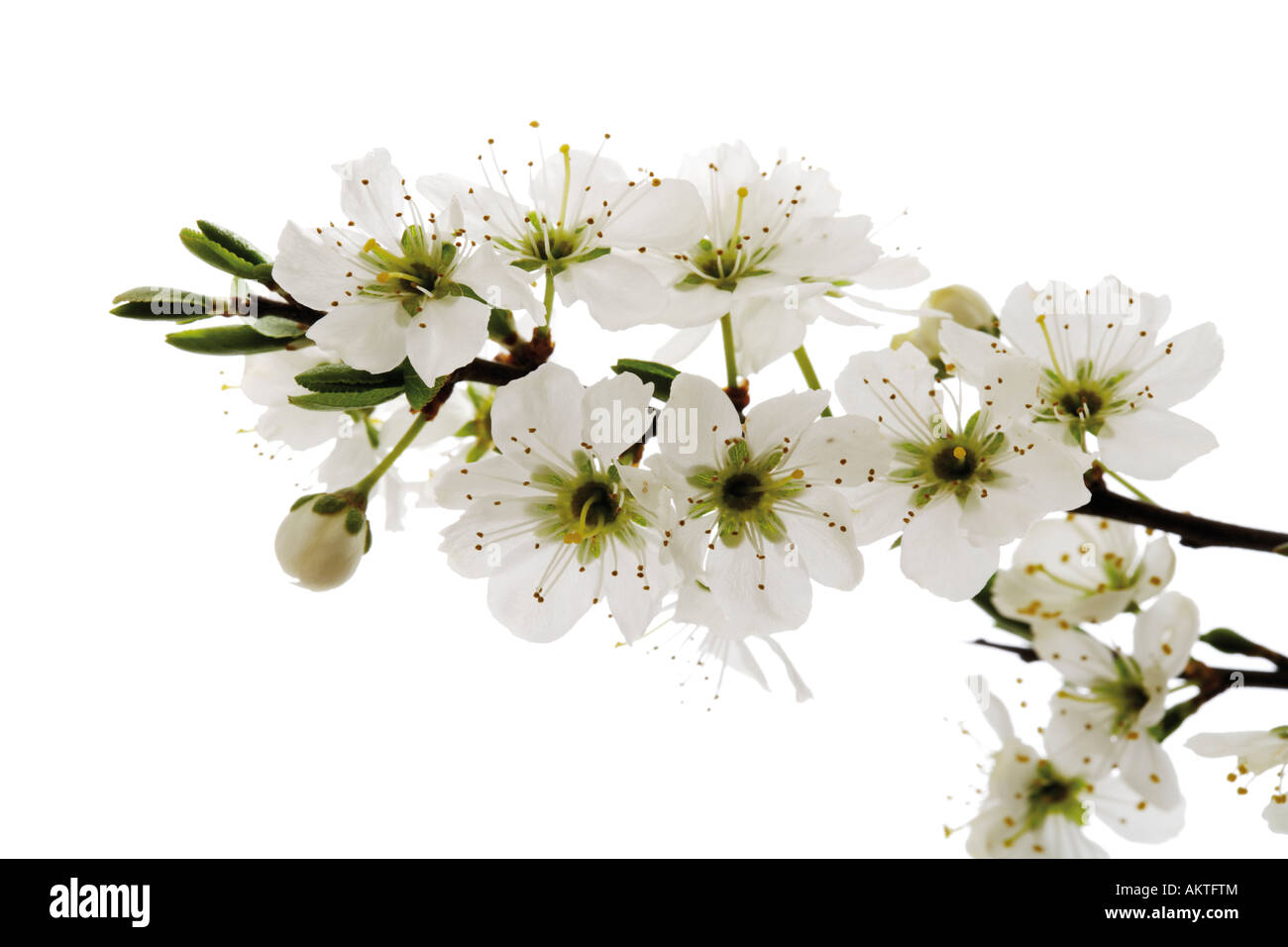 Blossoms of whitethorn (Crataegus), close-up Stock Photo