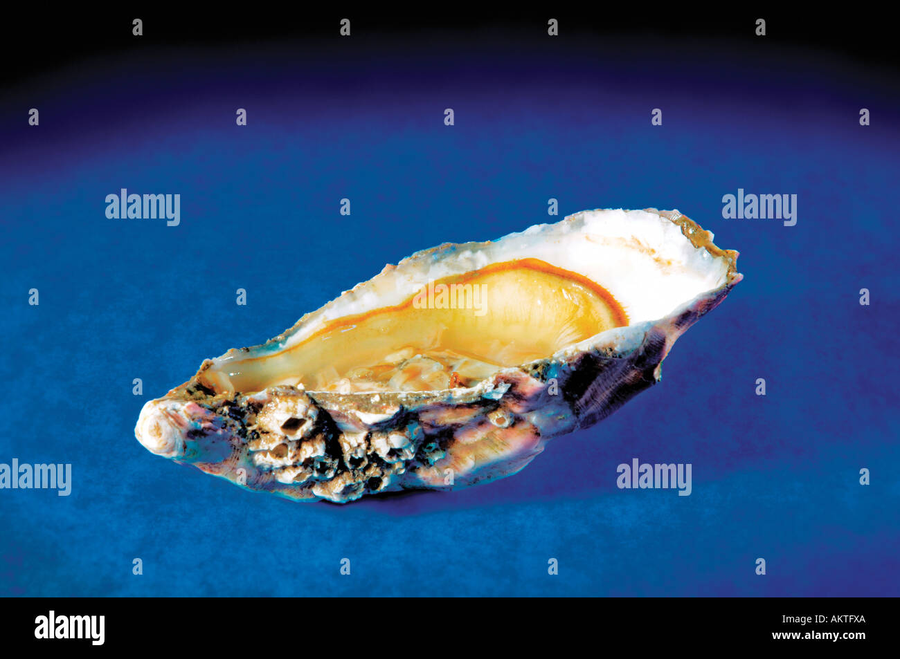 oyster in shell Stock Photo Alamy