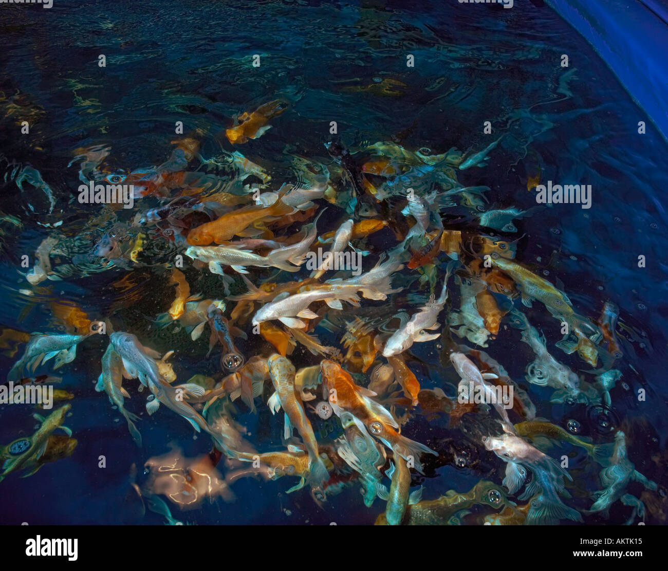 Coy Carp High Resolution Stock Photography and Images - Alamy