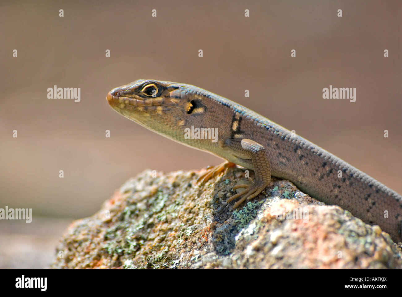 a small skink is perched and getting warm on a rock Stock Photo