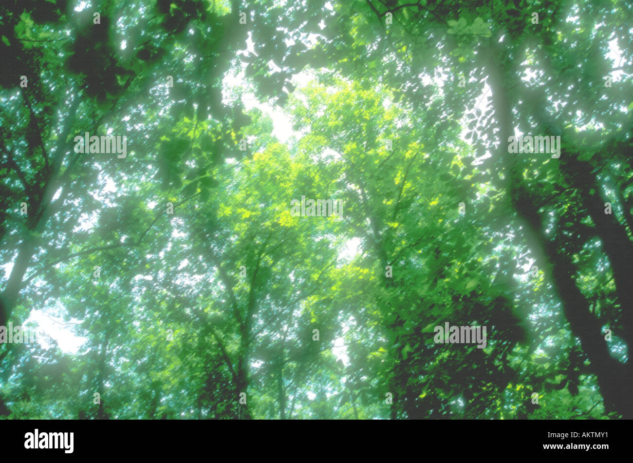 Canopy of leaves hi-res stock photography and images - Alamy