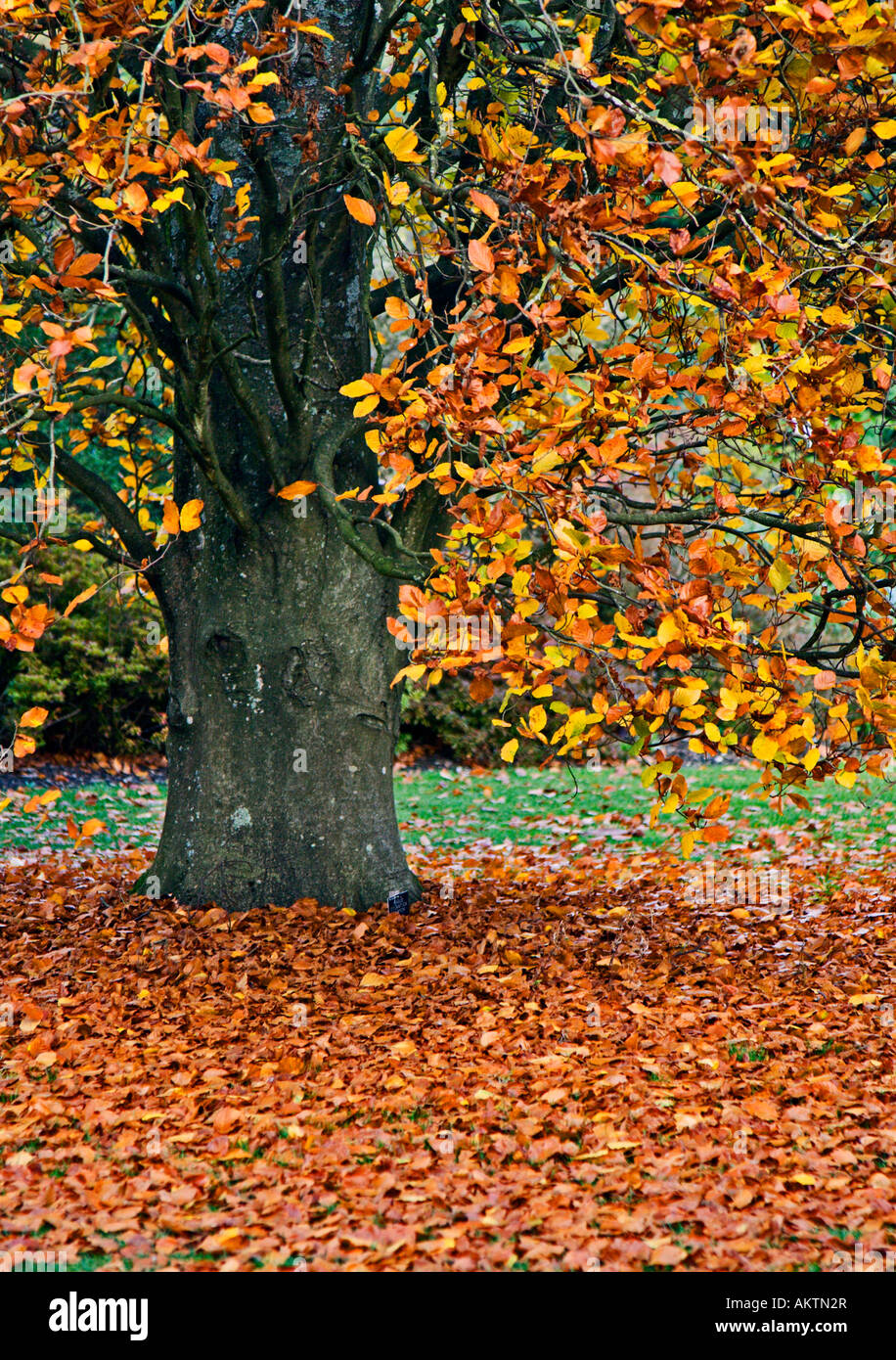 Autumn tree hi-res stock photography and images - Alamy