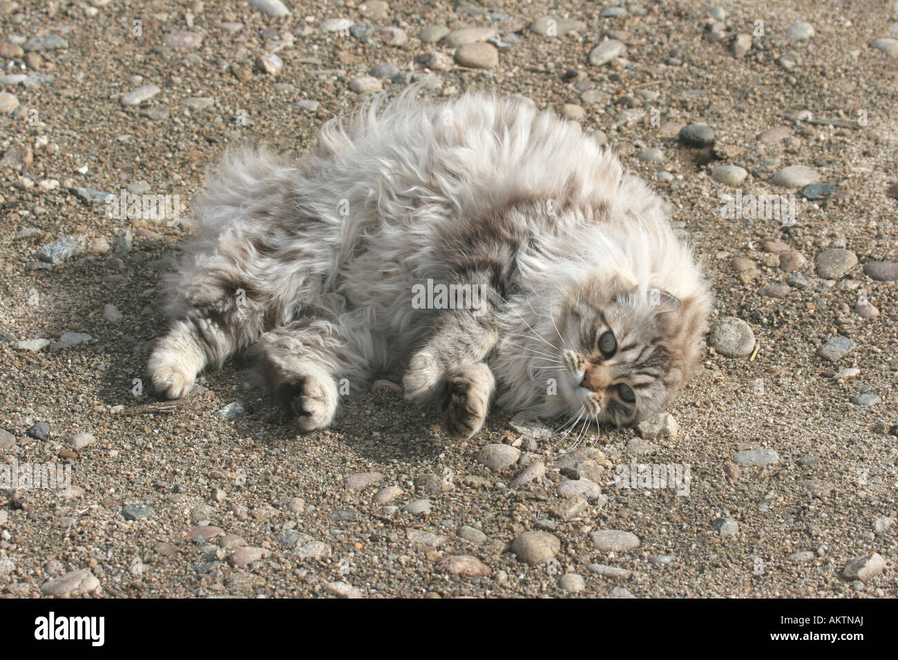 Cute cat rolling on ground Stock Photo Alamy