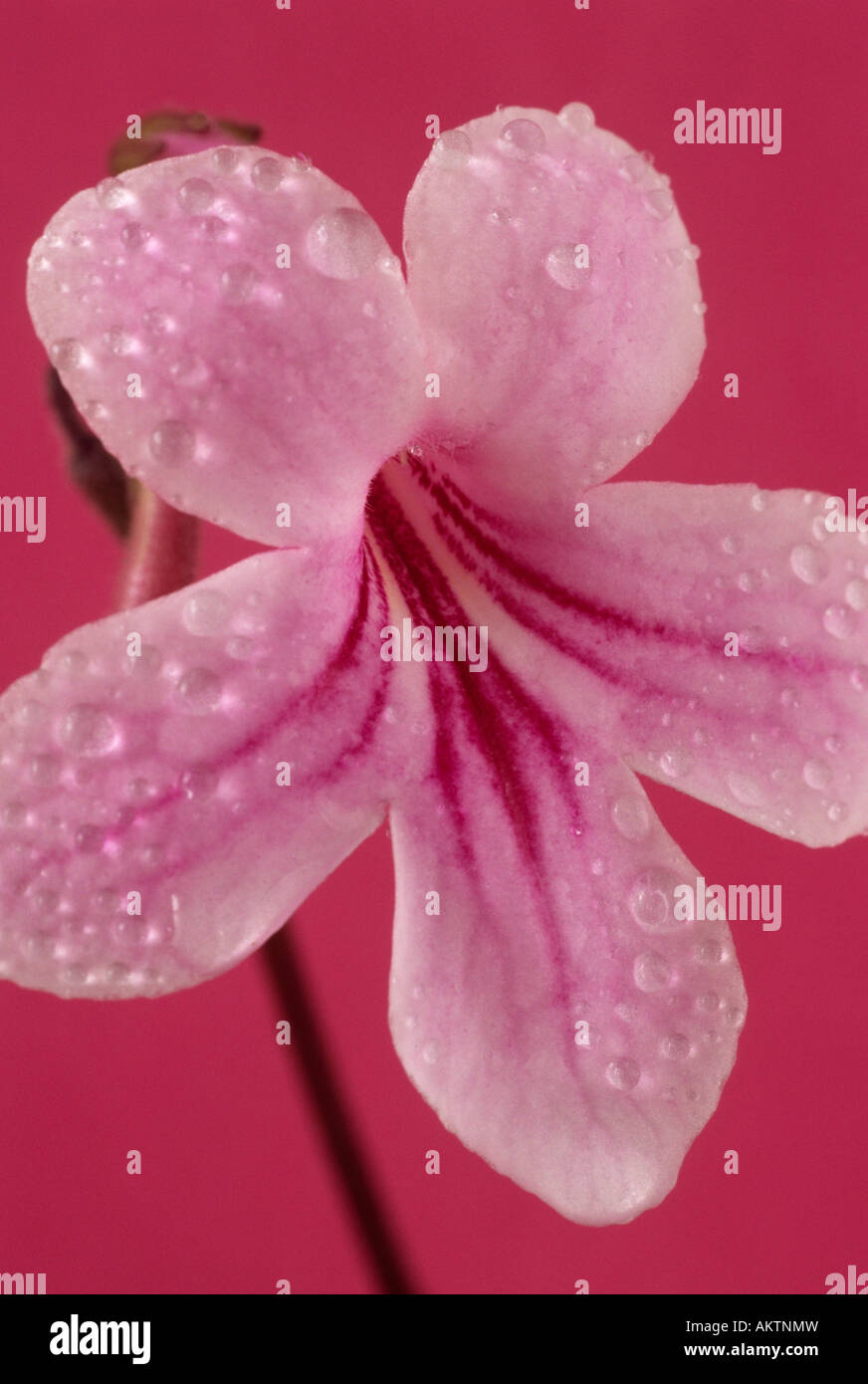Streptocarpus 'Laura'  AGM (Cape primrose) Close up of pink flower with water drops on petals. Stock Photo