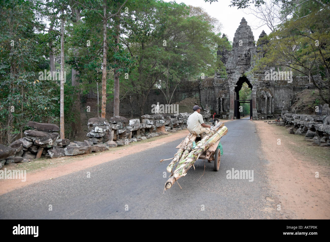 A hard working pony transports banana trunks for feed, Angkor, Cambodia Stock Photo