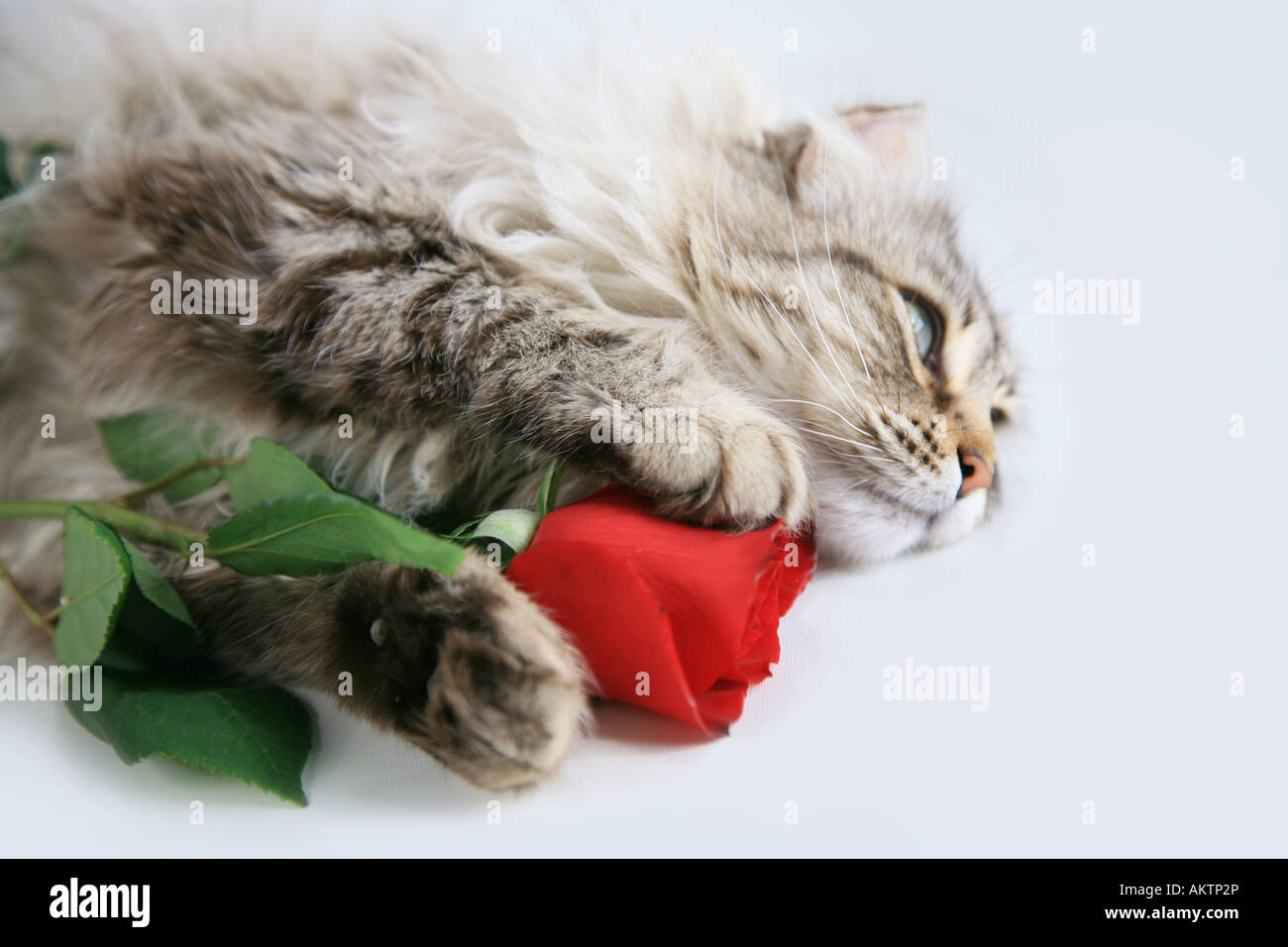 Cat lying down with red rose on isolated on white background Stock ...