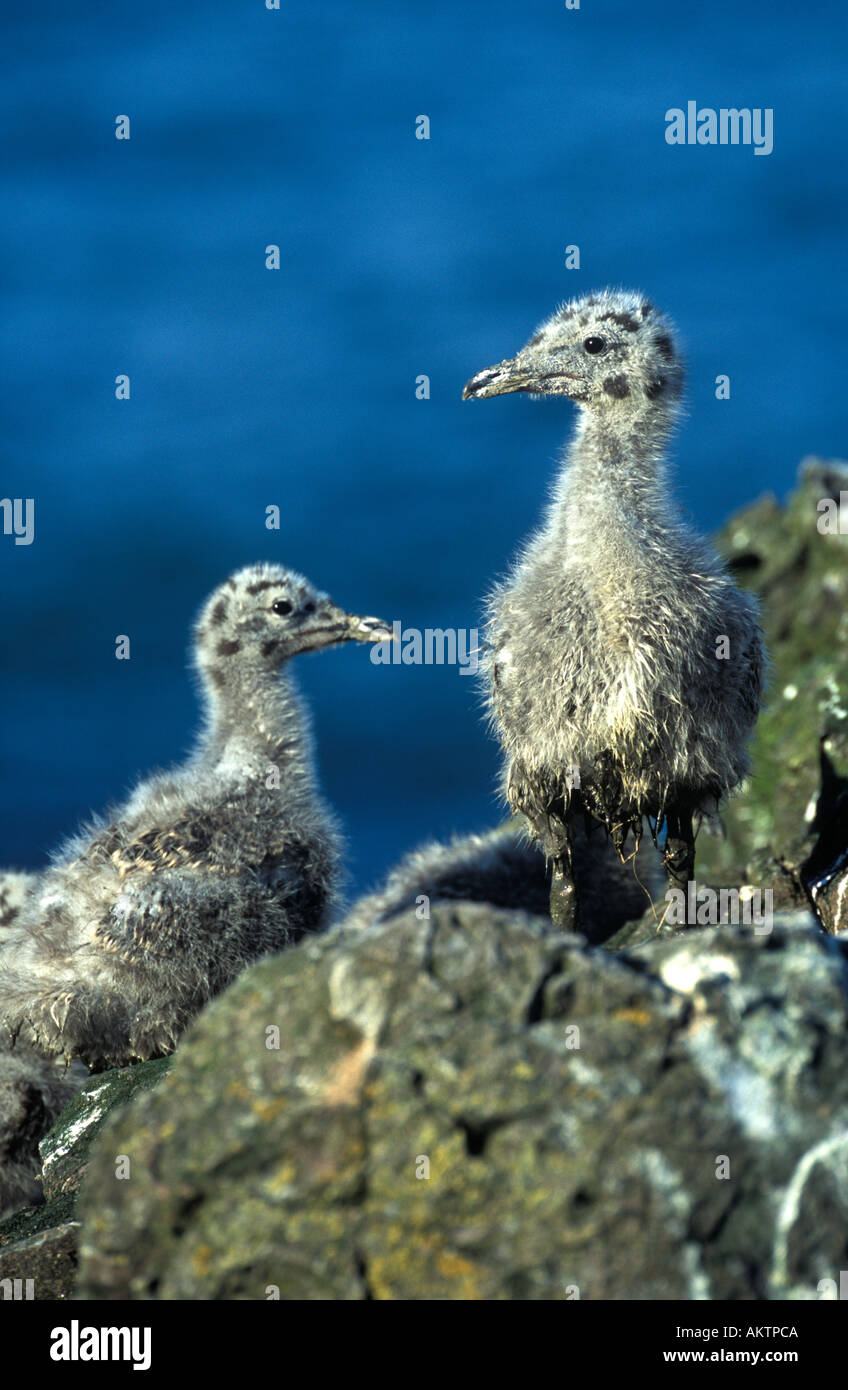 Pair of young Herring Gulls Two young Herring Gull chicks waiting for food Stock Photo