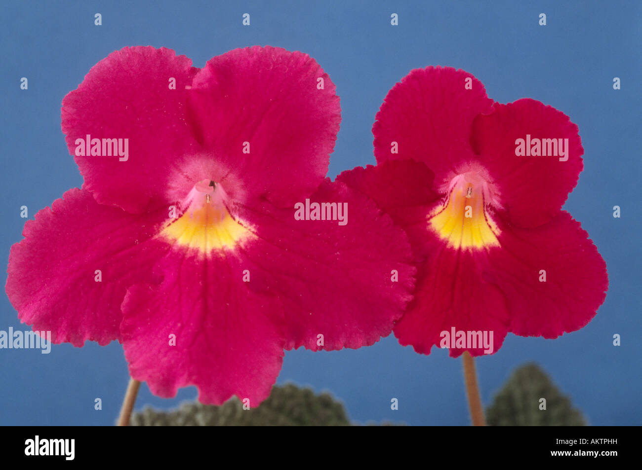 Streptocarpus 'Susan' AGM (Cape primrose) Close up of red flower with yellow centre on cyme. Stock Photo