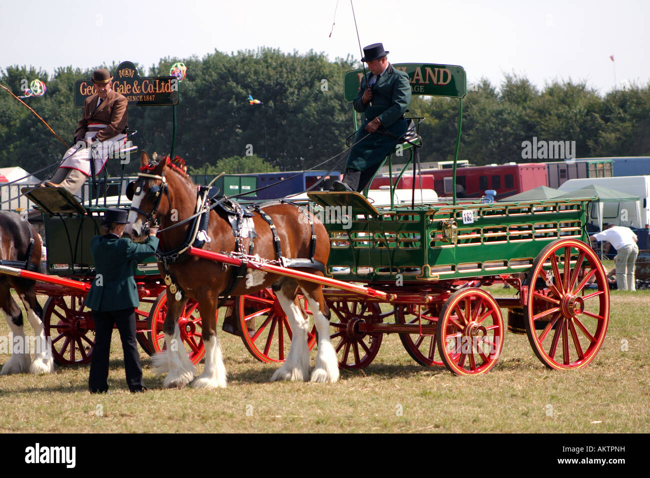 Shire horse with handler pulling George Gale and Morland brewery drays at Great Dorset Steam Rally 2005 Stock Photo