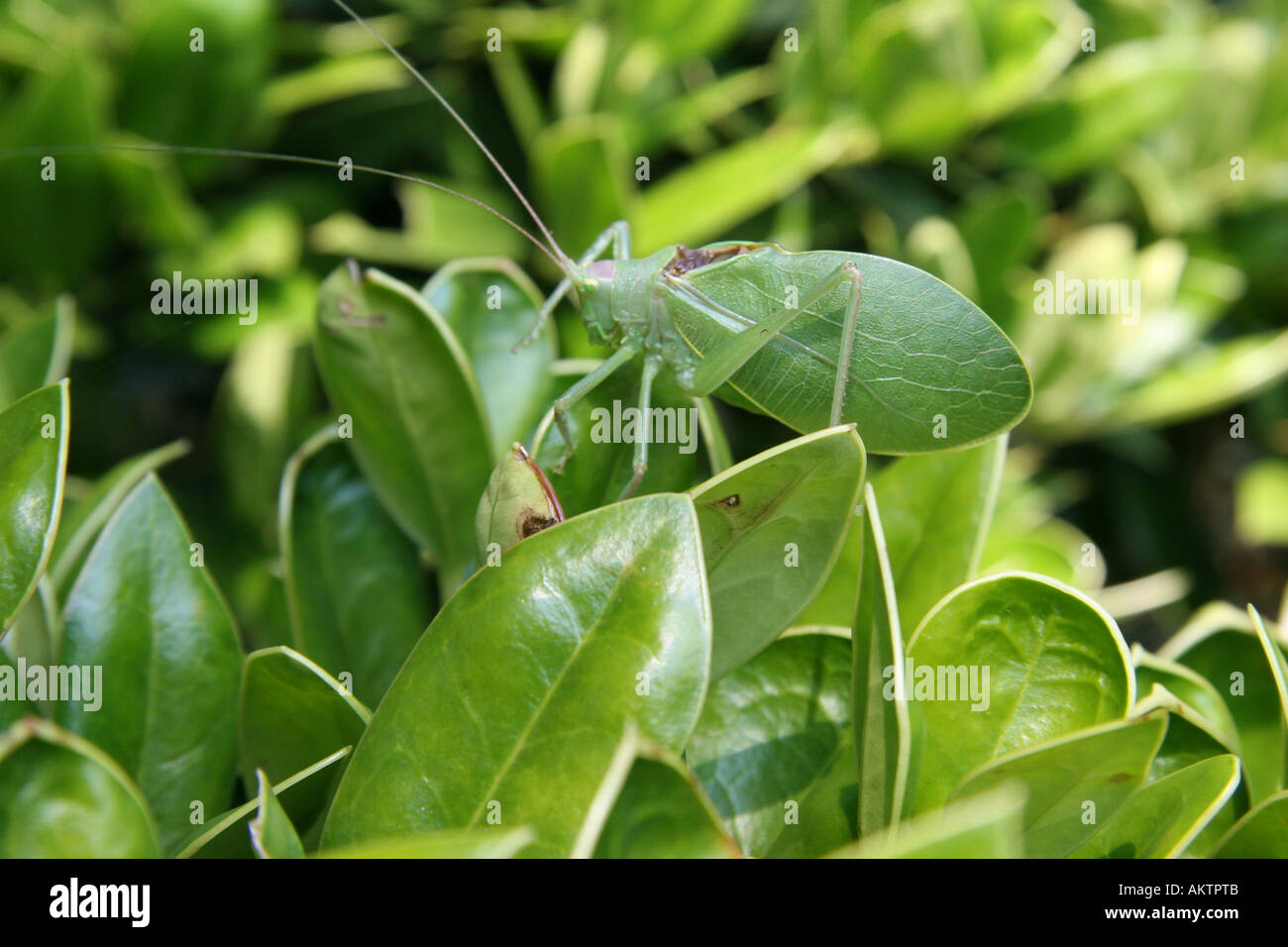 True katydid (Northern katydid; Pterophylla camellifolia) on bush. Stock Photo
