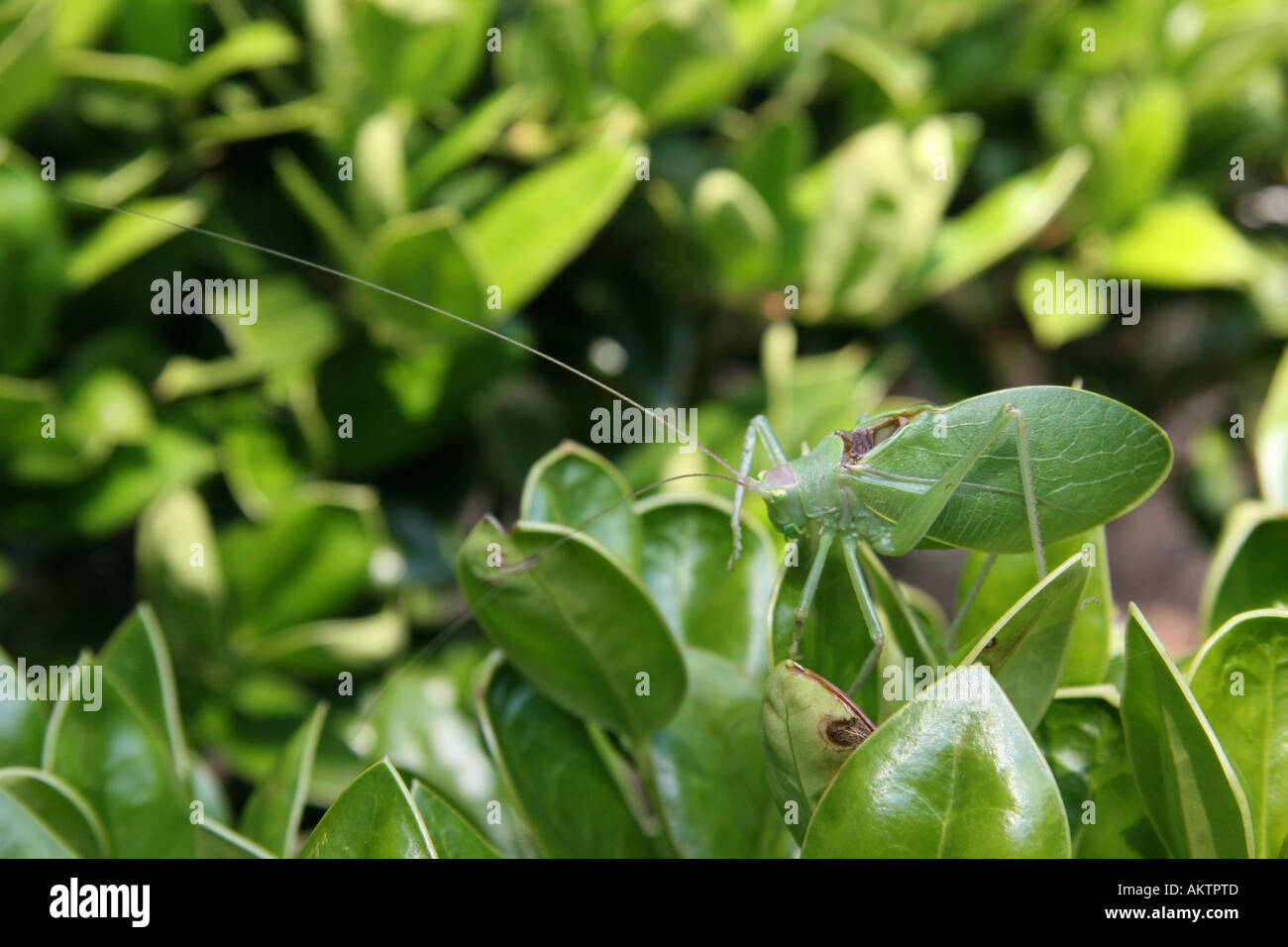 True katydid (Northern katydid; Pterophylla camellifolia) on bush. Stock Photo