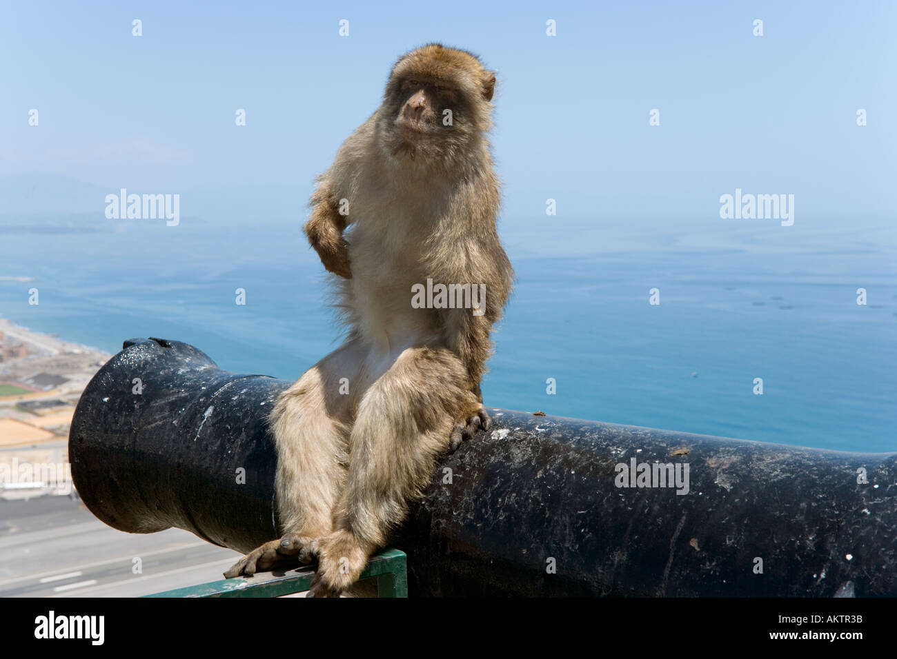 Barbary Ape and View over the harbour, Upper Rock, Gibraltar Stock Photo