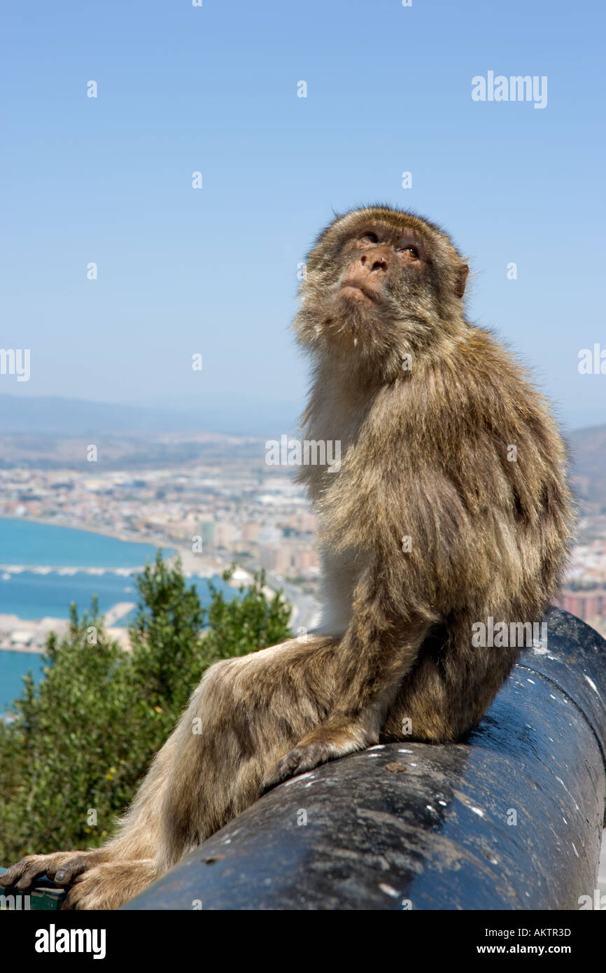 Barbary Ape and View over the harbour to La Linea, Upper Rock, Gibraltar Stock Photo