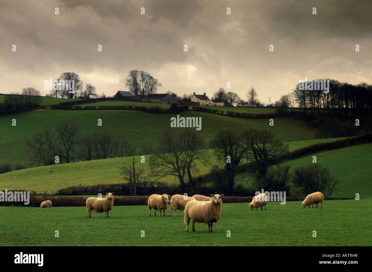 Sheep grazing in field near Hatherleigh North Devon England UK Stock