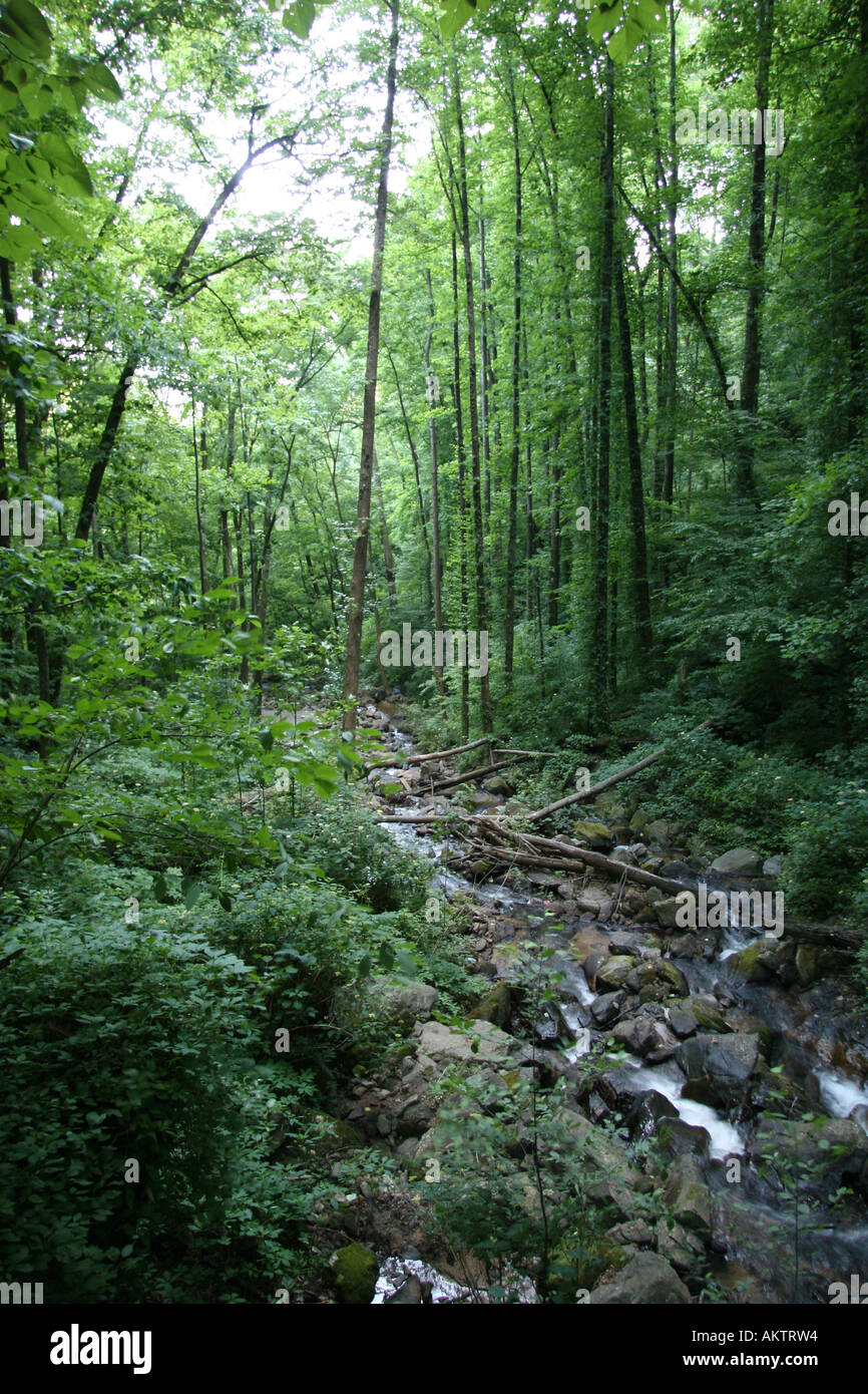 Looking downstream at the base of Amicalola Falls, Georgia, USA. Damaged trees from Hurricane Opal, in September 1995. Stock Photo