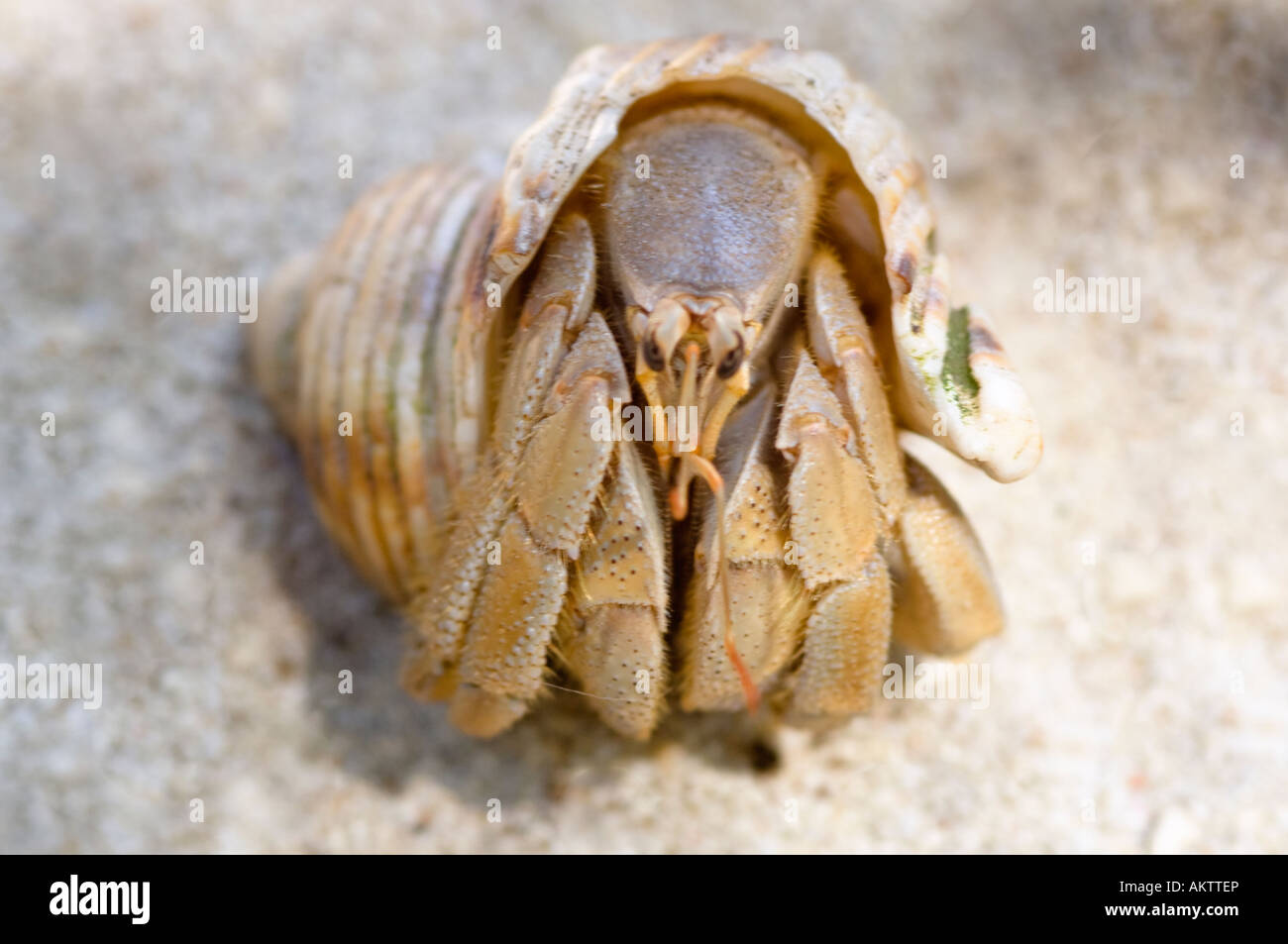 Long Clawed Hermit Crab Stock Photo - Alamy