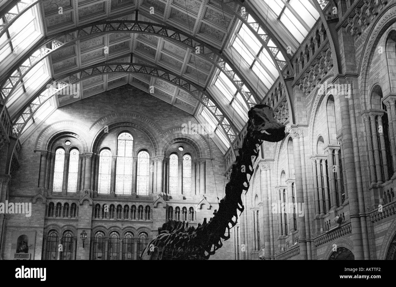 Dinosaur skeleton at The Natural History Museum London Stock Photo