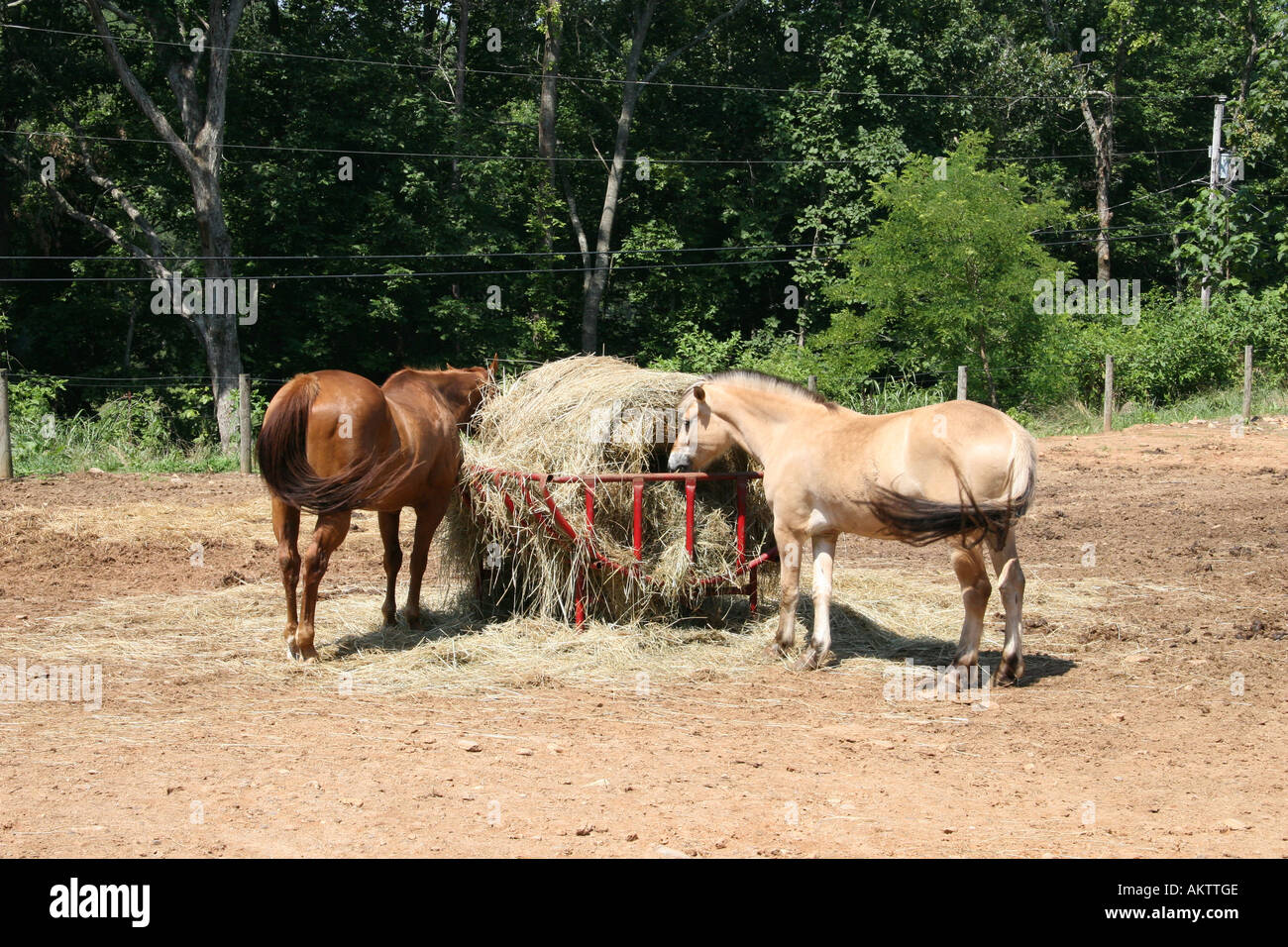 Horses eating hay swishing flies with tails Stock Photo Alamy