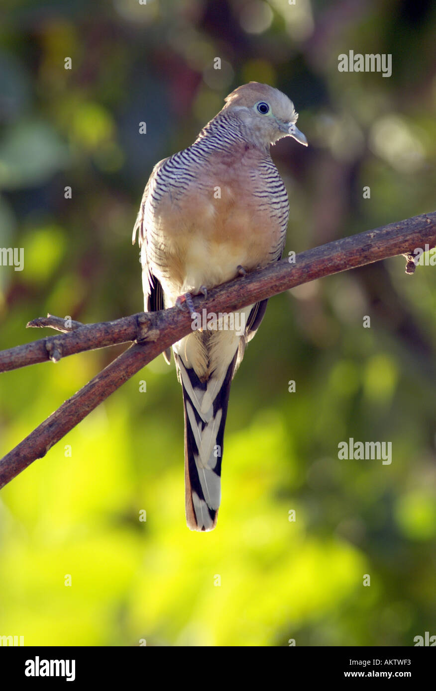 dove perched on a branch Stock Photo