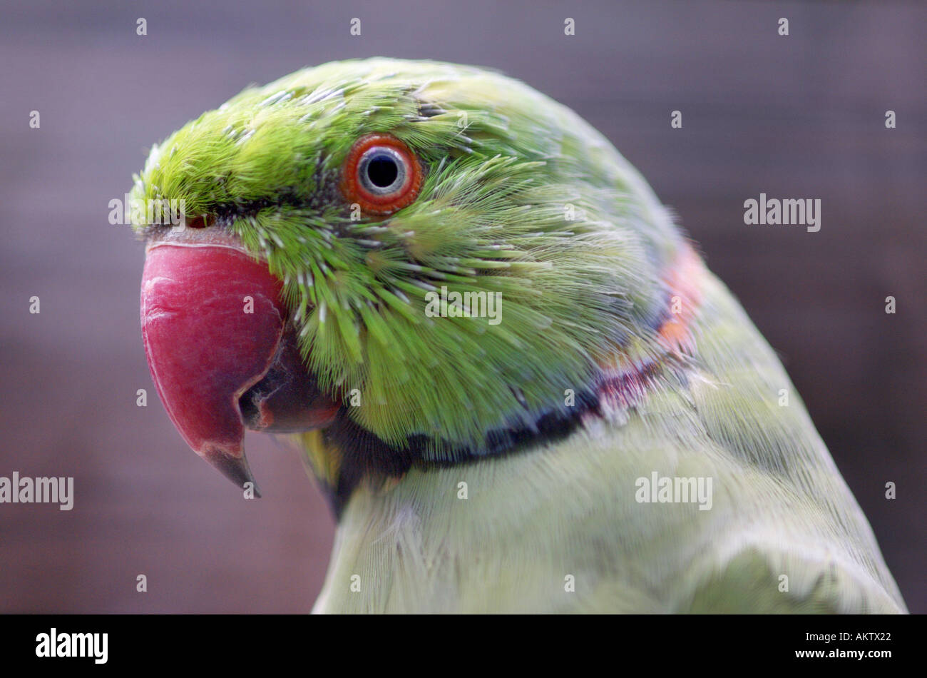 portrait of a green parrot Stock Photo