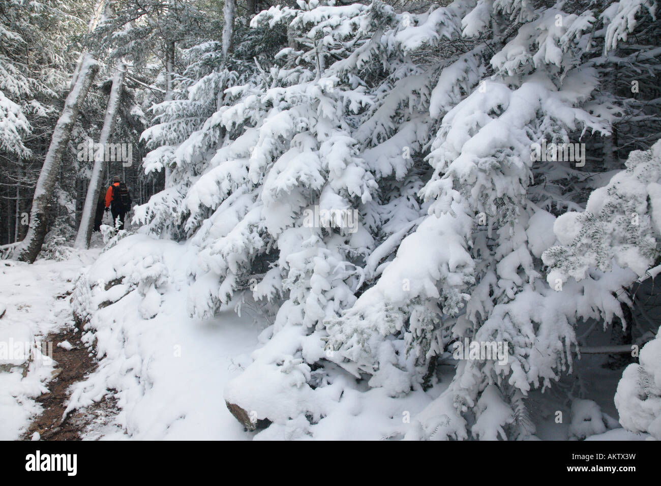 Hikers on Davis Path near Mount Crawford Located in the White Mountains