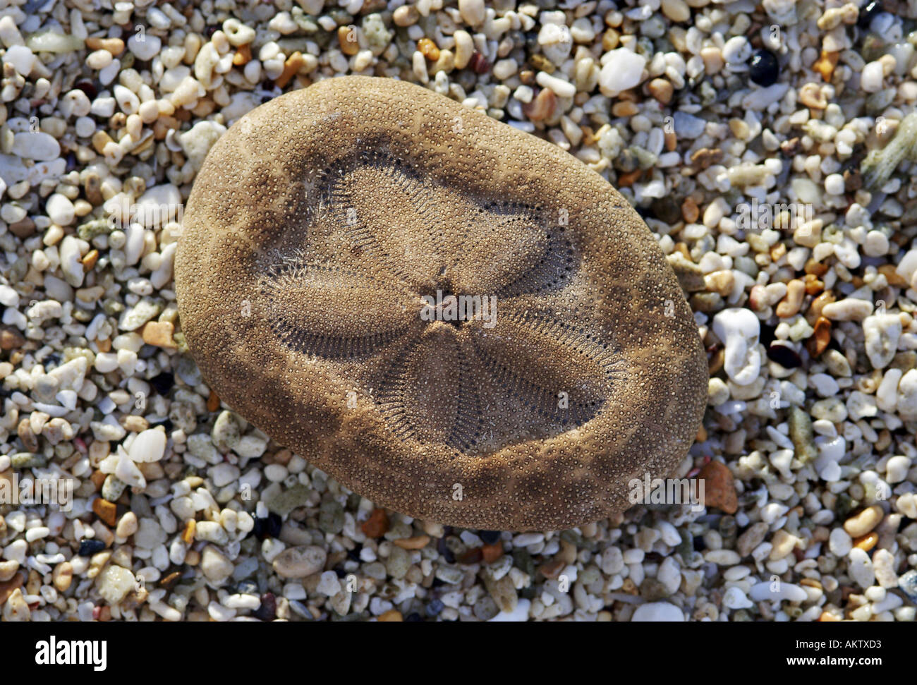 sand dollar on the beach Stock Photo Alamy