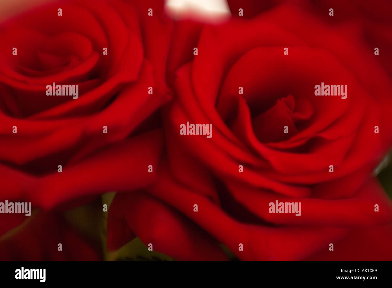 Close up of a group of soft red roses Stock Photo - Alamy