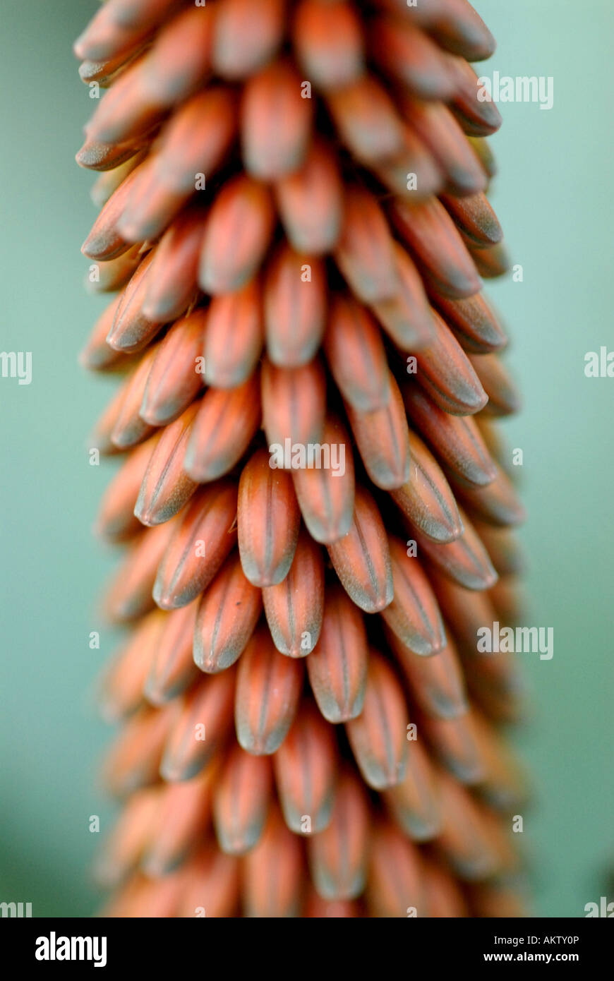 Close up detail of a plant in bud Stock Photo