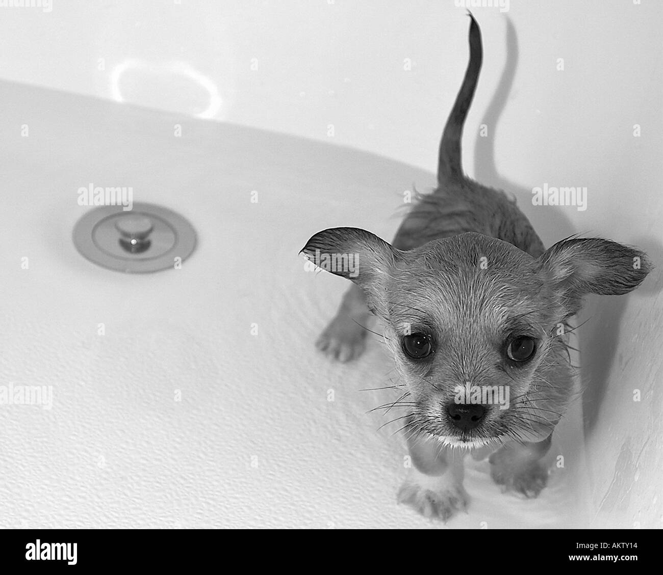 Image showcasing Small cute dog in a bath tub Stock Photo - Alamy
