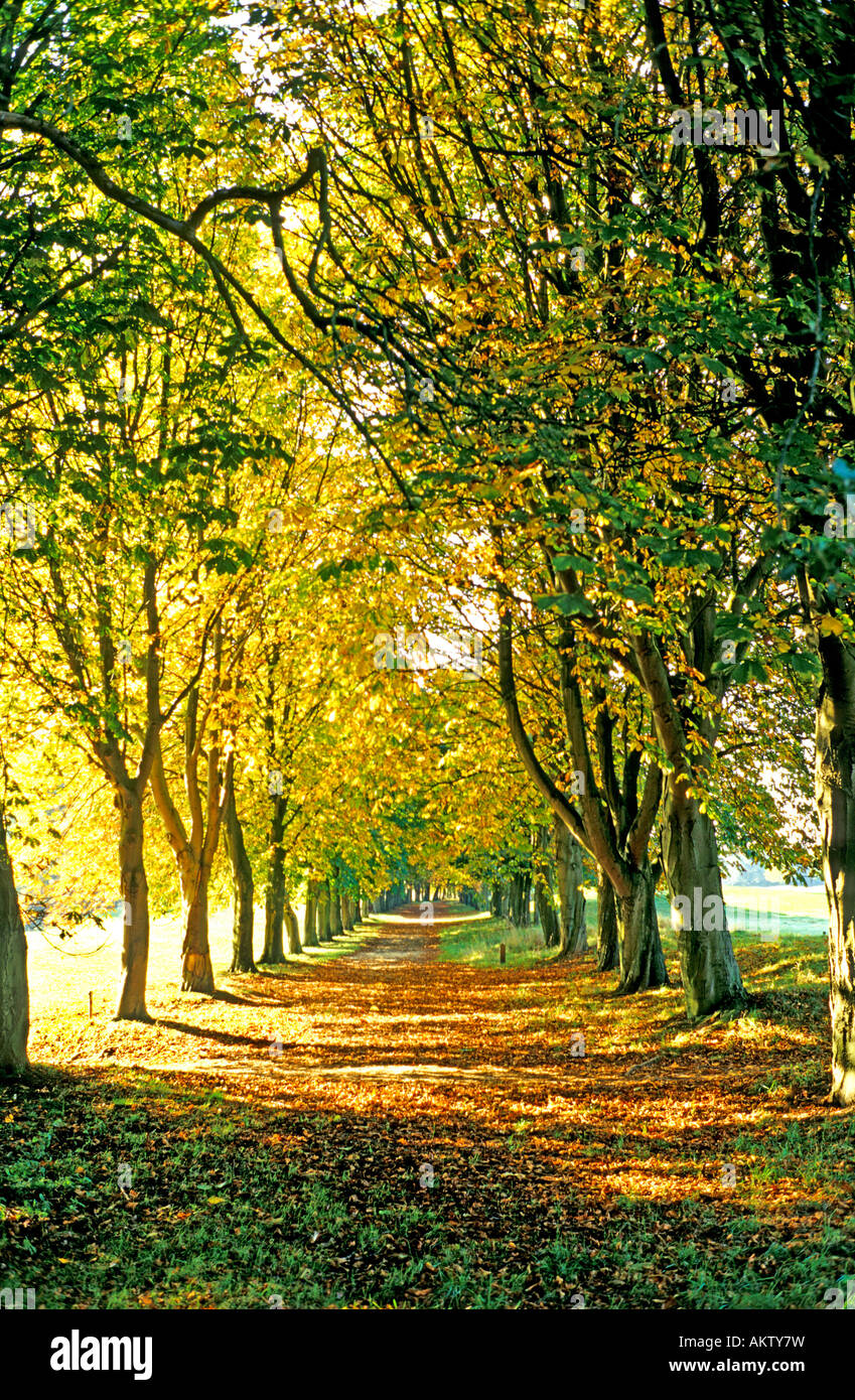 A golden avenue of trees in autumn in Bowood Calne Wiltshire England UK EU Stock Photo