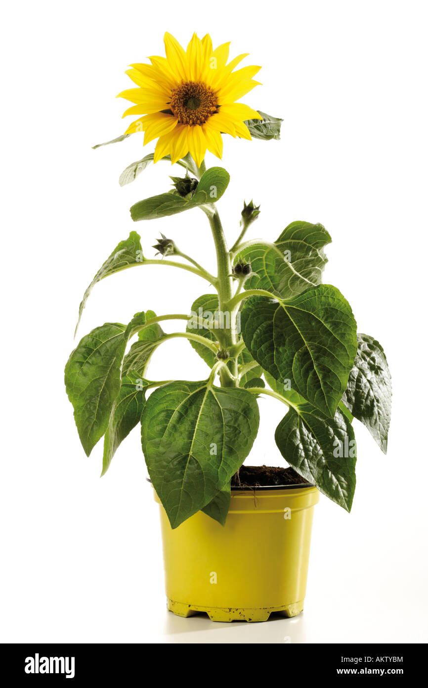Potted sunflowers hires stock photography and images Alamy