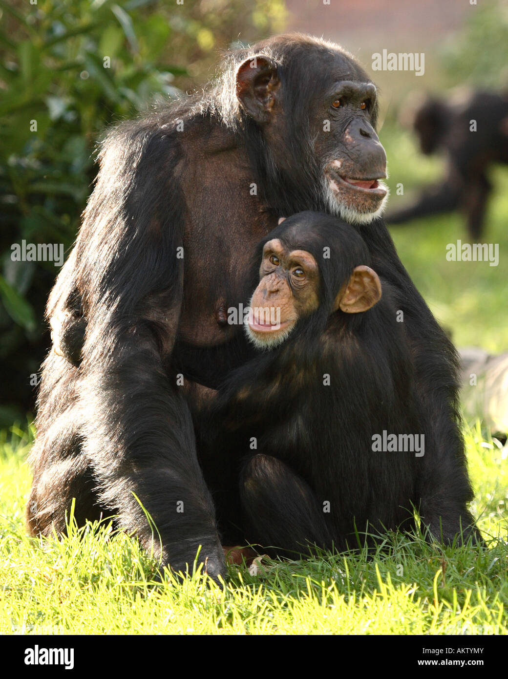 African chimps hi-res stock photography and images - Alamy