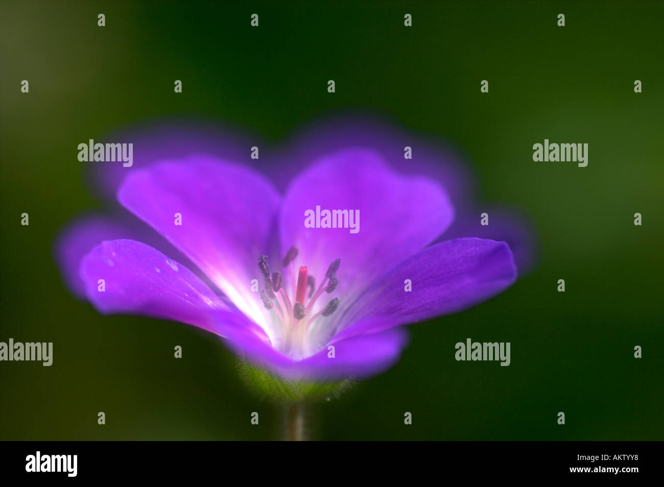 Wood cranesbill geranium sylvaticum Stock Photo