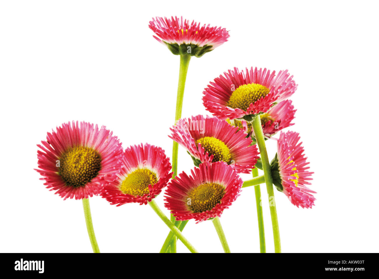 Dasies background hi-res stock photography and images - Alamy
