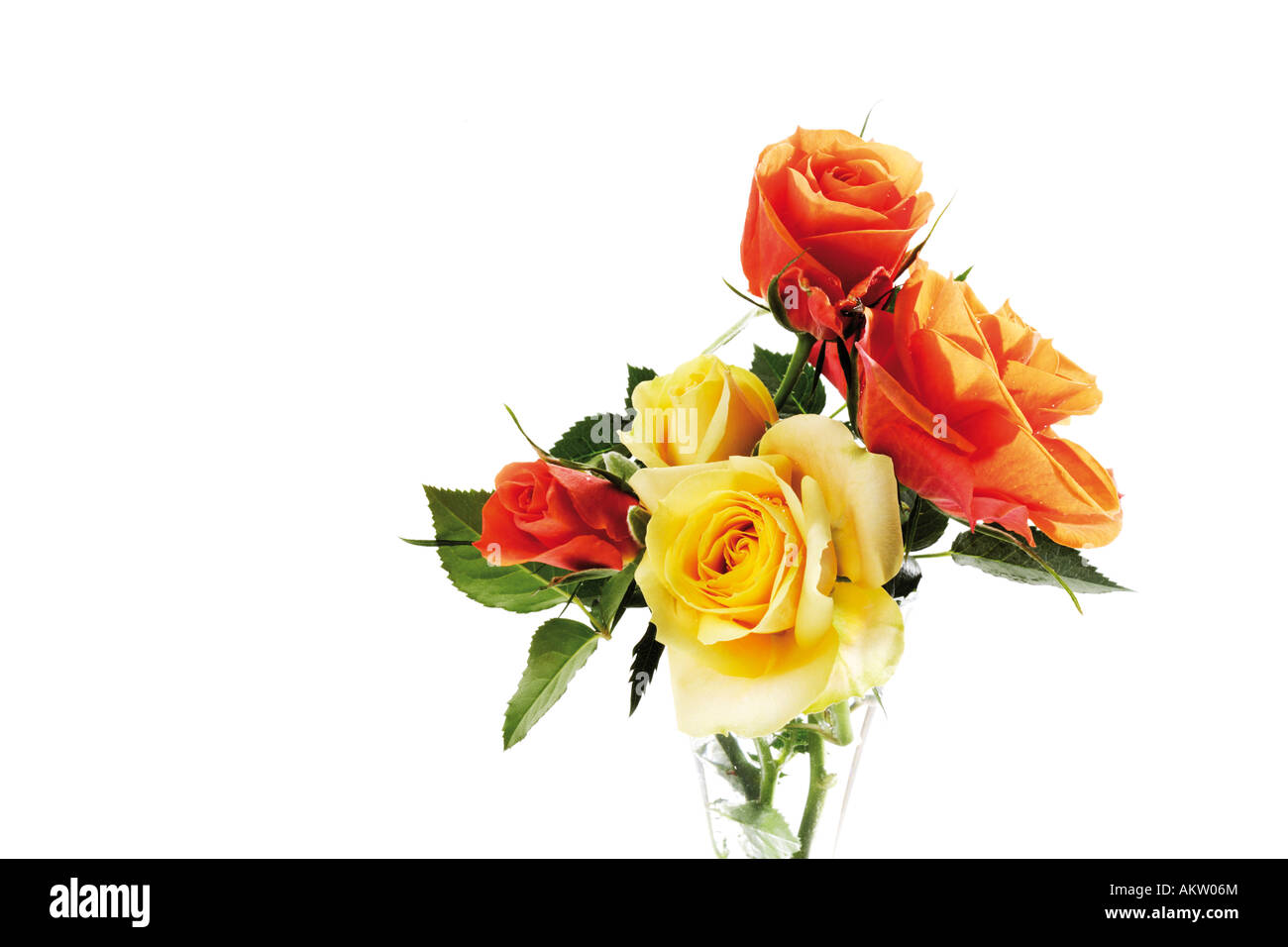 Orange and yellow roses, close-up Stock Photo - Alamy