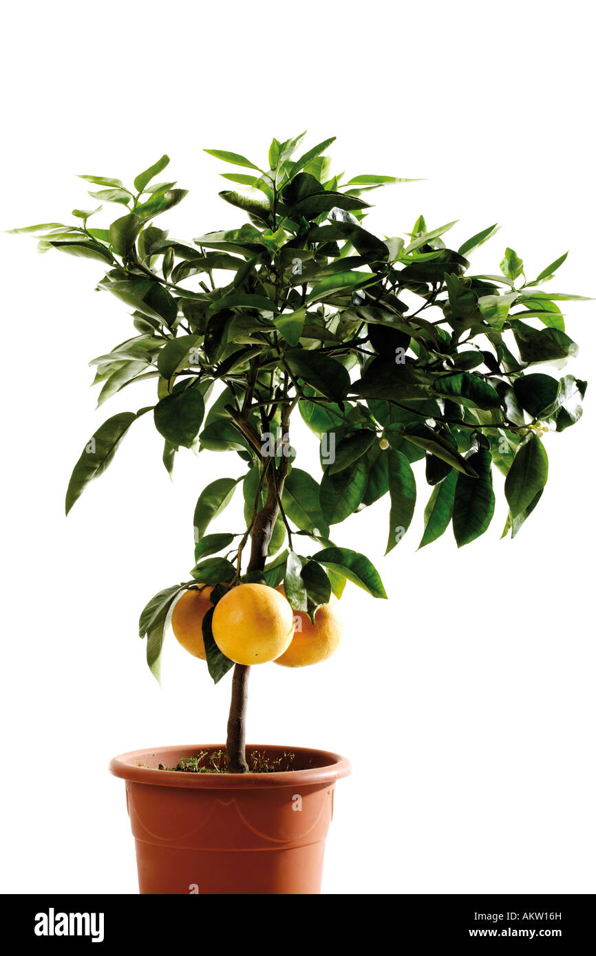 Potted grapefruit tree (Citrus maxima), close-up Stock Photo