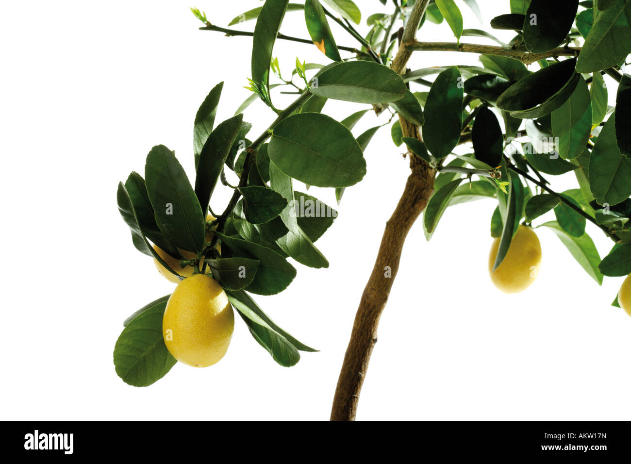 Limequat tree (Eustis Limequat), closeup Stock Photo Alamy