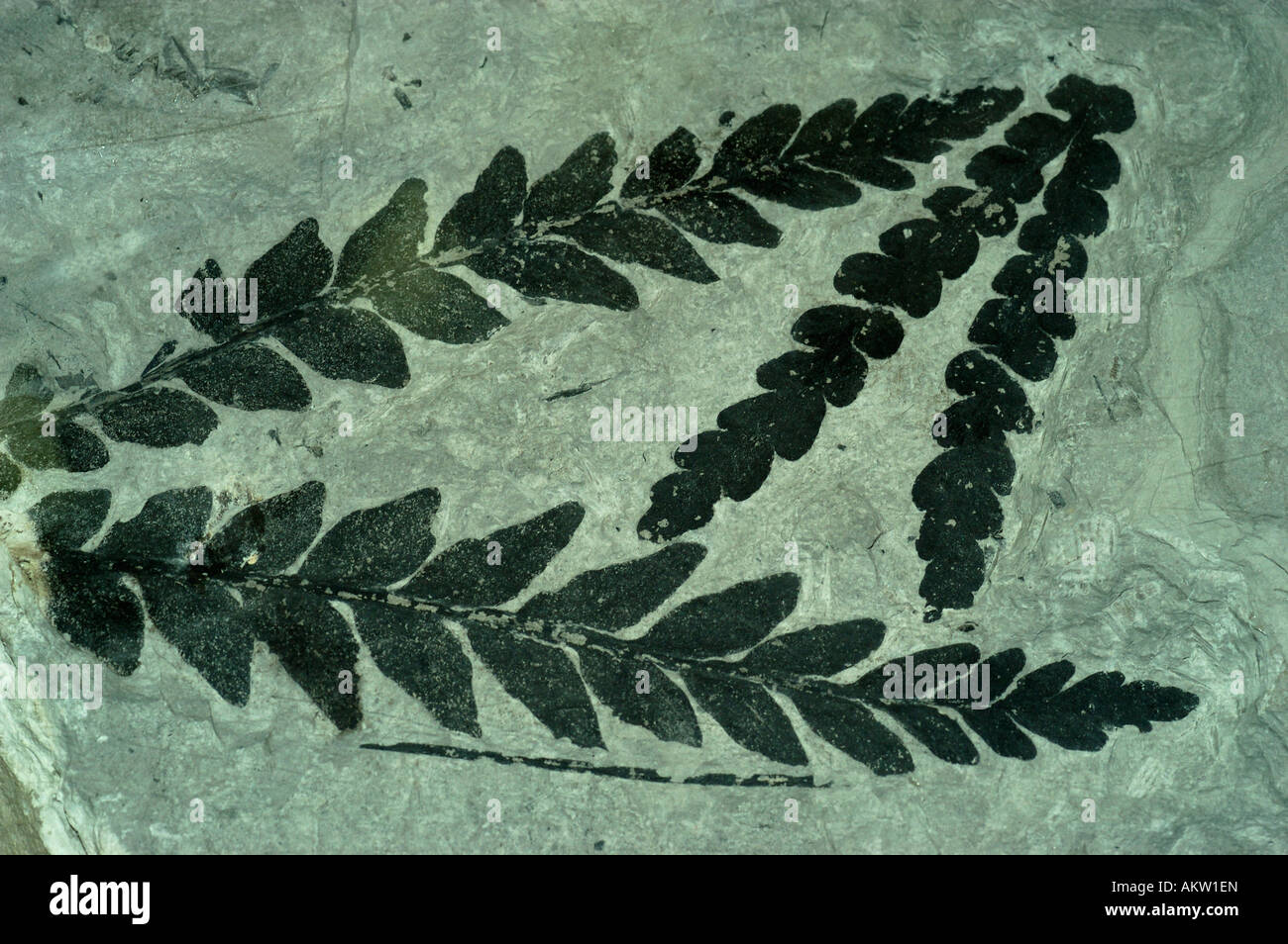 Fossil leaves (Dicroidium), Triassic period, Lashly formation, Shapeless Mountain, Antarctica Stock Photo