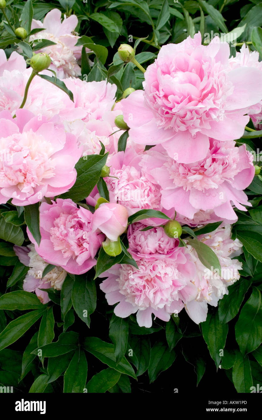 Flower garden of pink peonies at the Lyndale Park Peace Garden. Minneapolis Minnesota MN USA Stock Photo