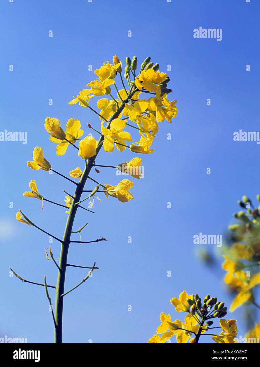 YELLOW OILSEED RAPE FLOWERS Brassica napus against blue sky in early summer Stock Photo