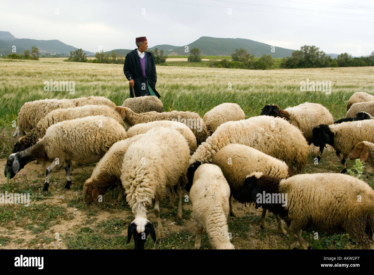 How Do Shepherds Herd Sheep