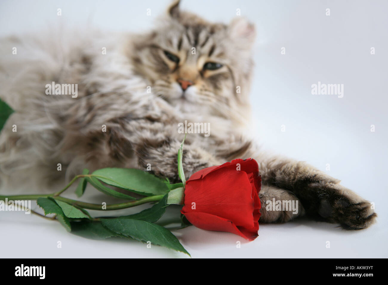 Cat lying down with red rose on isolated on white background Stock ...
