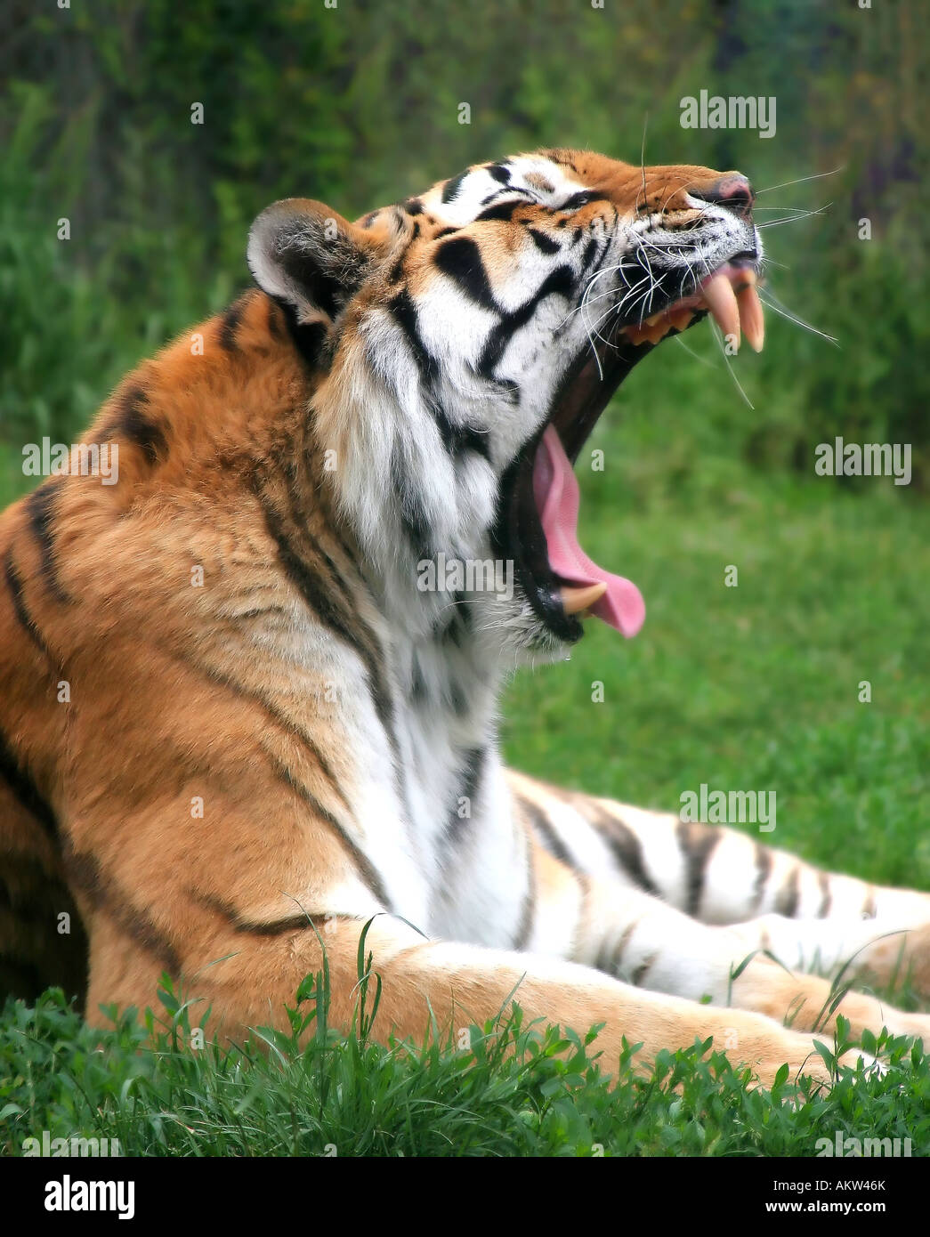 Roar Tiger side view pictures exclusive photo Roar Tiger side view pictures best photo